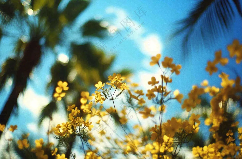 晴天阳光下的小黄花绿植摄影图