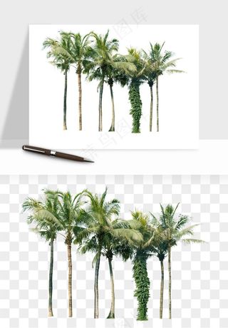 棕榈树椰树png免抠