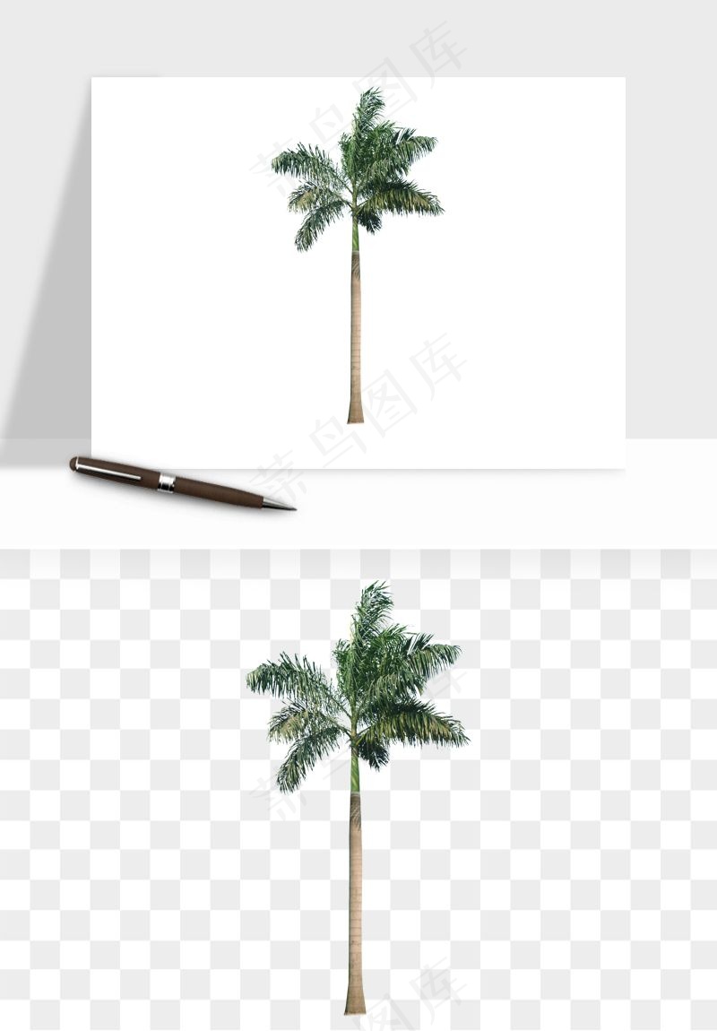 棕榈树椰树png免抠