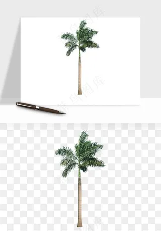 棕榈树椰树png免抠