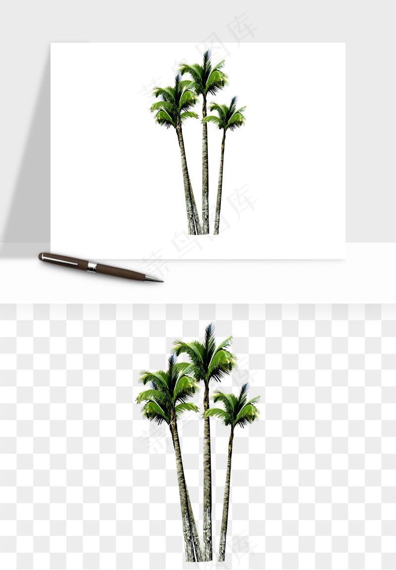 棕榈树椰树png免抠