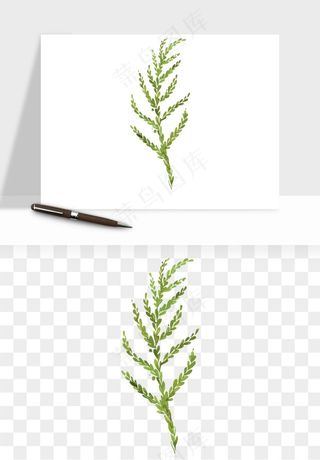 清新手绘植物png免抠