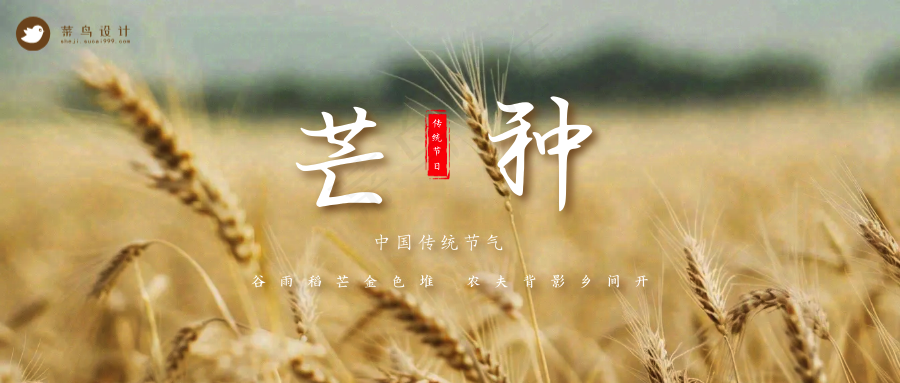 芒种公众号首图