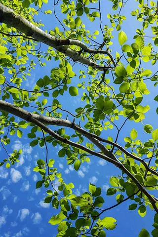 春夏大树绿叶下仰视蓝色天空惊蛰立夏摄影图