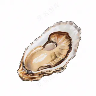 生蚝海鲜海洋卡通插画免抠