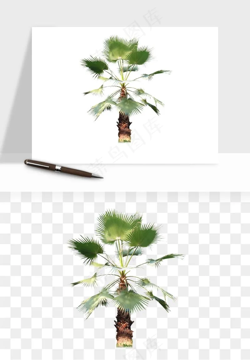 棕榈树椰树png免抠