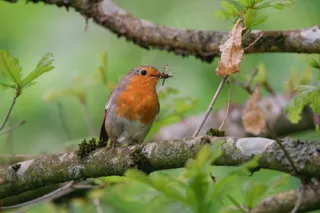 绿意盎然间的小憩