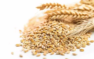 世界粮食日谷物米饭稻谷小麦摄影图