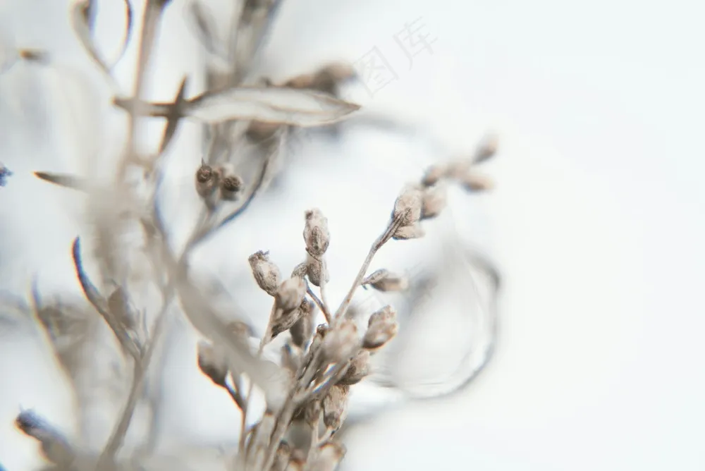 静谧草本枯荣图 棕褐自然桌面饰