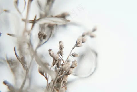 静谧草本枯荣图 棕褐自然桌面饰