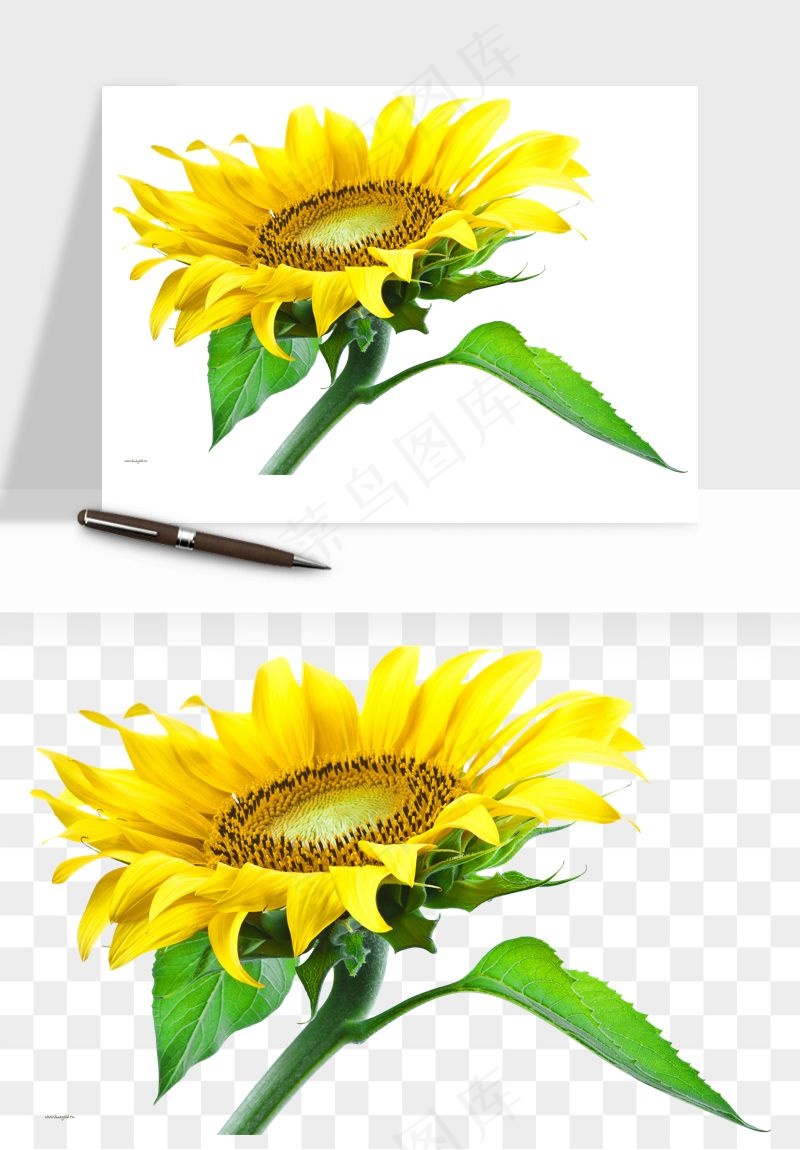 向日葵太阳花卉png免抠