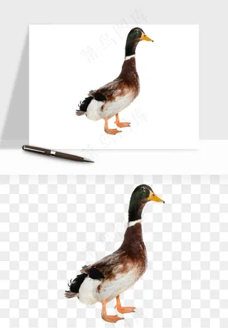 鸭子小鸭png免抠