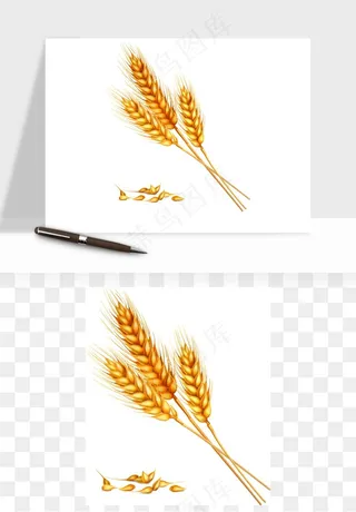 手绘麦穗稻穗麦秆矢量png免抠