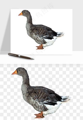 鸭子小鸭png免抠