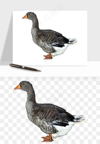 鸭子小鸭png免抠