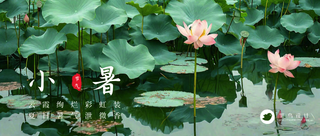 小暑公众号首图