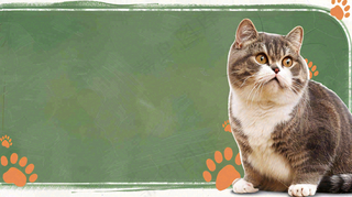 宠物常识宠物攻略猫狗卡通插画背景