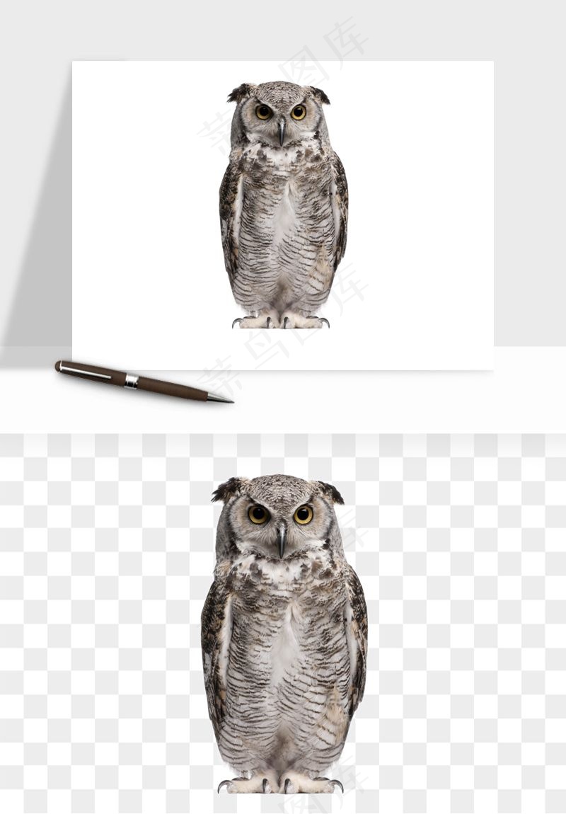 猫头鹰鸟类png免抠