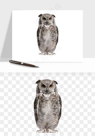 猫头鹰鸟类png免抠