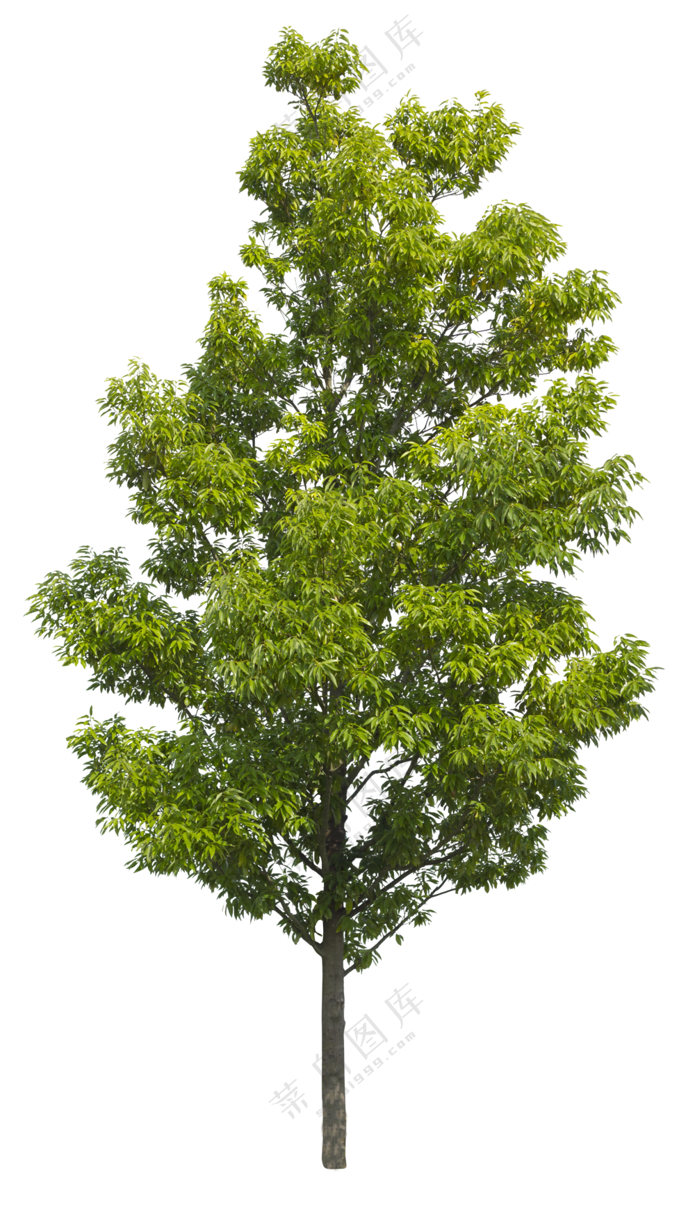 PNG免扣植物树木拼贴素材
