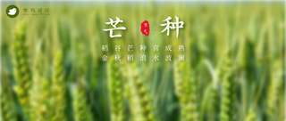 芒种公众号首图