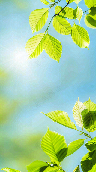春天绿叶阳光小清新春分立夏摄影图