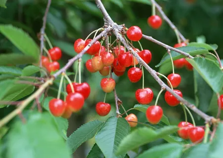 树枝上的樱桃 (2)