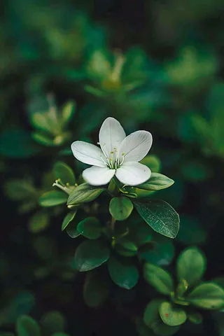 小白花栀子花春天立春春分摄影图