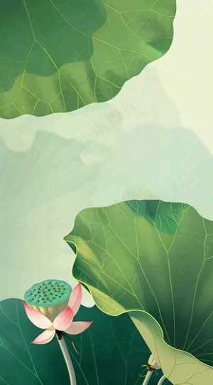 夏天荷花荷叶清凉小清新淡雅立夏夏至暑插画背景