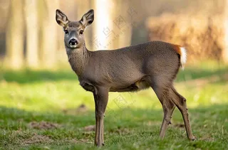 鹿动物山间草原的鹿摄影图