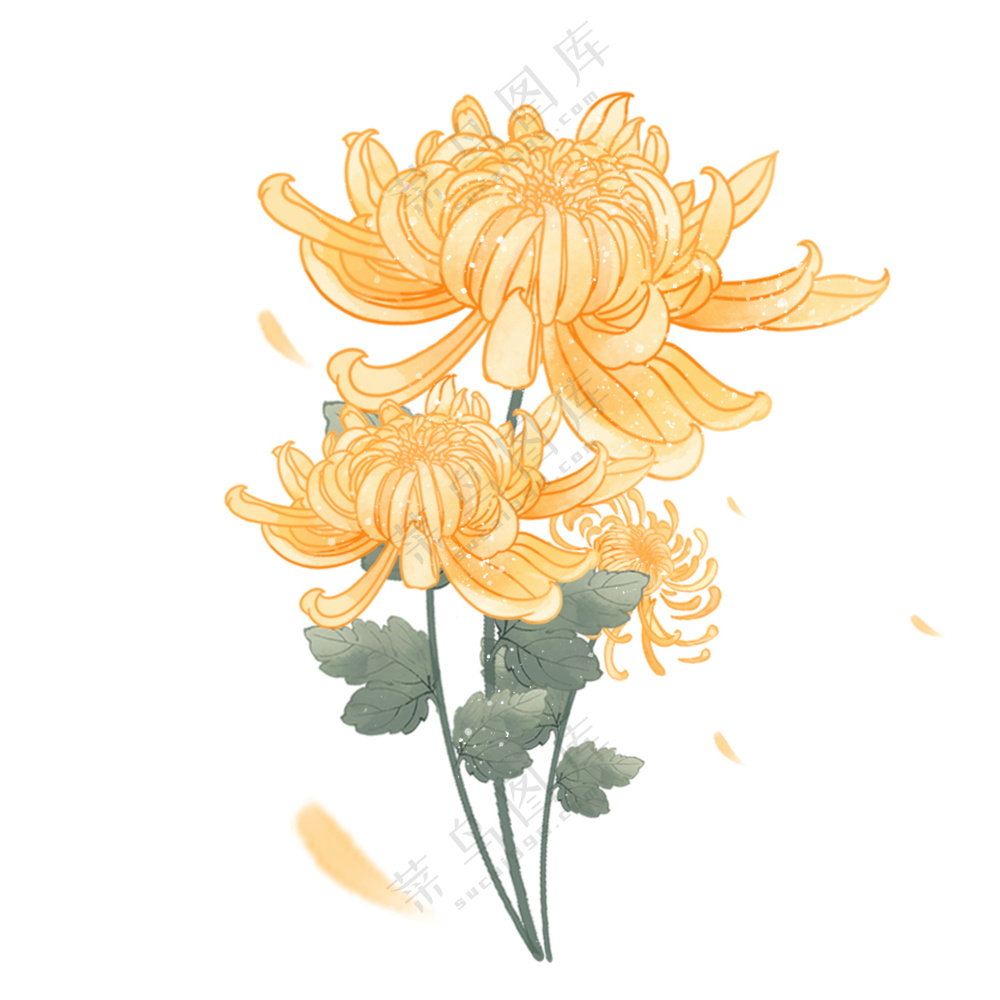 手绘菊花鲜花素材