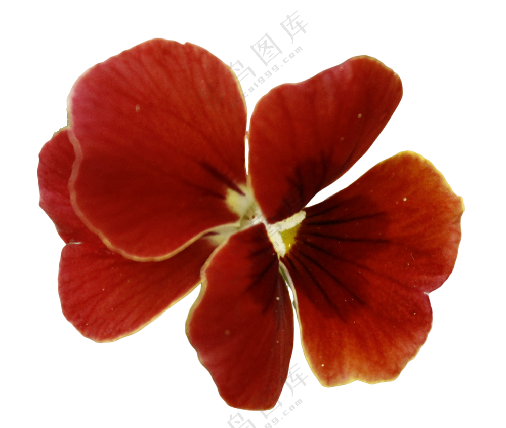 红色免抠花卉  三色堇