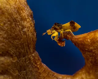 微观世界之独角仙探险记