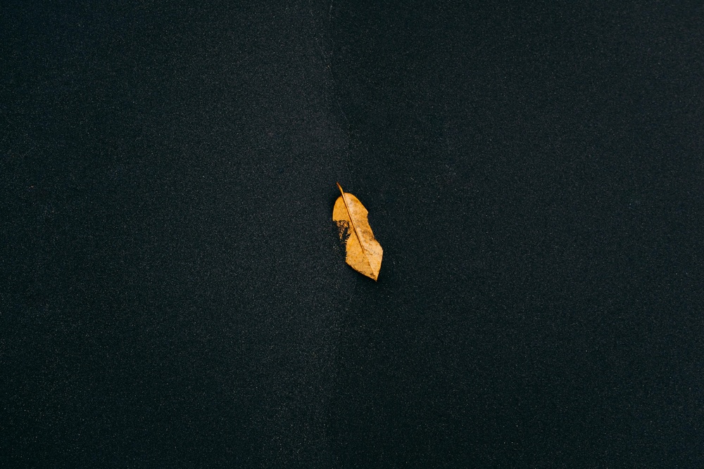免费 黑色表面上的棕叶 素材图片