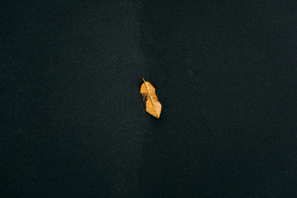免费 黑色表面上的棕叶 素材图片