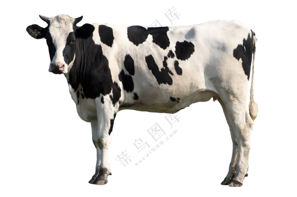 奶牛免扣图片