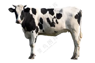 奶牛免扣图片