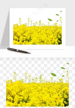 油菜花田png免抠