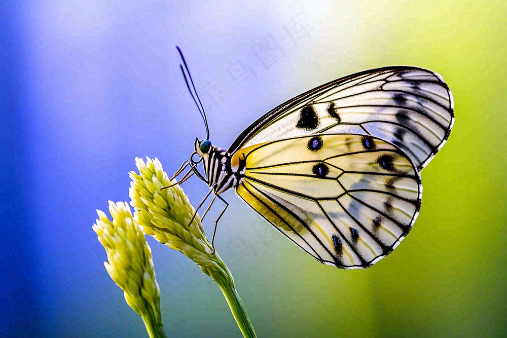 蝴蝶昆虫春天植物摄影图