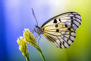 蝴蝶昆虫春天植物摄影图