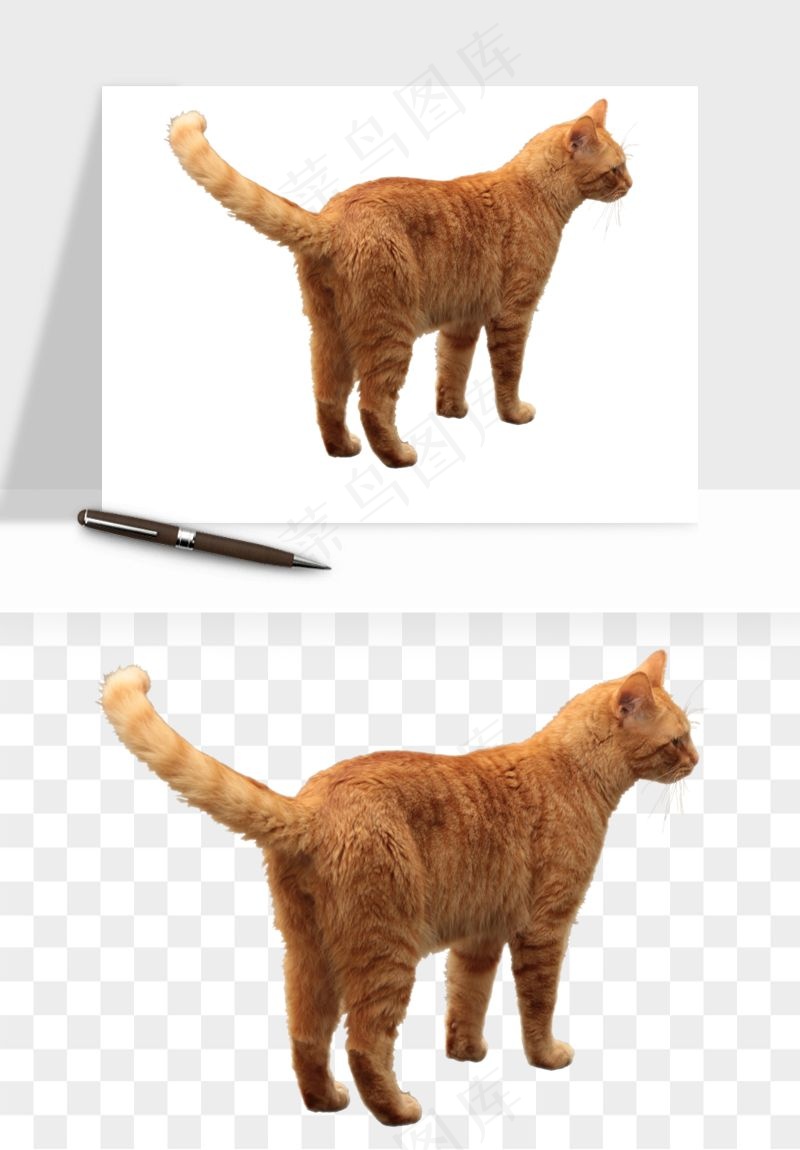 猫咪喵星人狗狗宠物元素png免抠