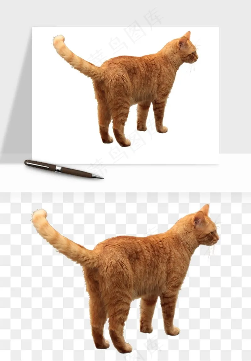 猫咪喵星人狗狗宠物元素png免抠