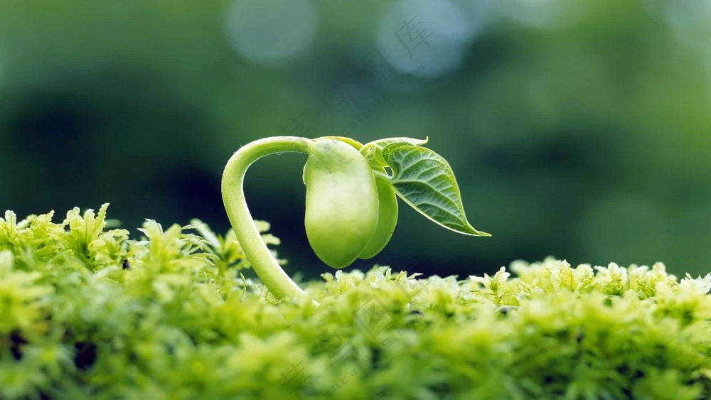 春天的绿色萌芽