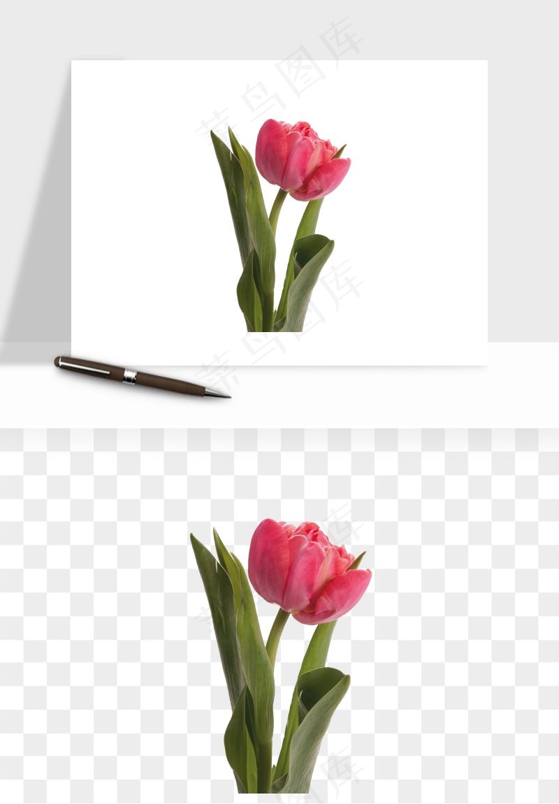 荷兰郁金香鲜花png免抠
