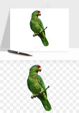 鹦鹉八哥鸟宠物png免抠