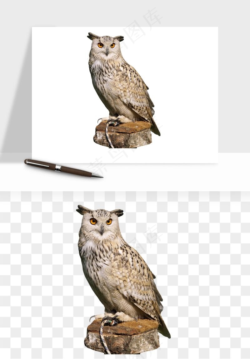 猫头鹰鸟类png免抠