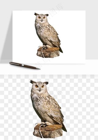 猫头鹰鸟类png免抠