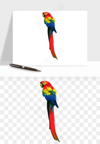 鹦鹉八哥鸟宠物png免抠