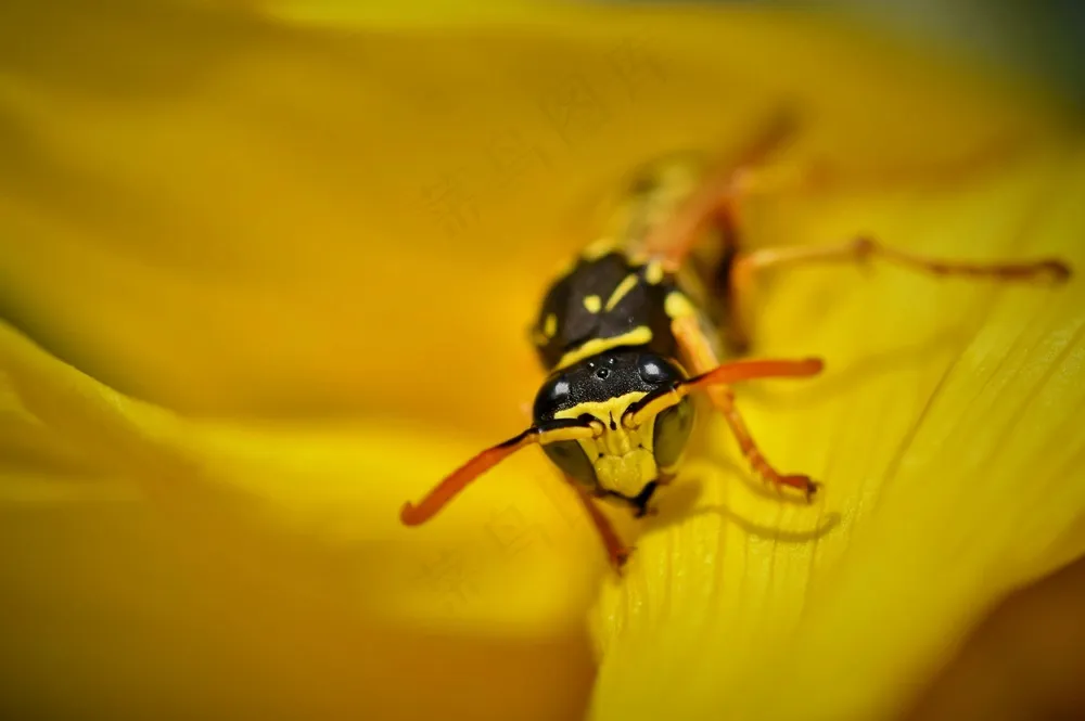 阳光下的黄蜂觅食图