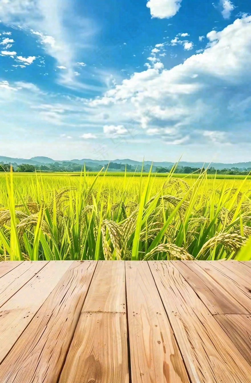 绿油油的农田稻田木板栈道粮食小满芒种世界粮食日摄影图